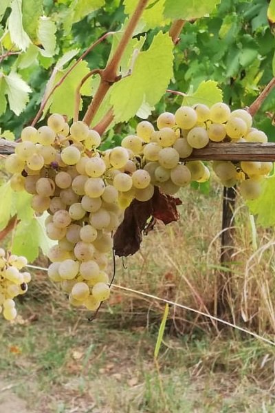 Vitigno autoctono campano uva Roviello Bianco o Grecomusc