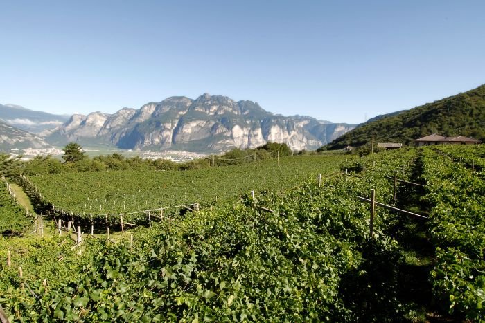 Cesarini Sforza Maso Set