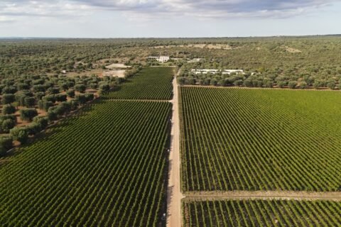 Masseria Le Fabriche vigneti