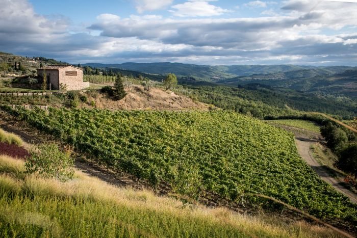 Tenuta Casenuove, vigneti