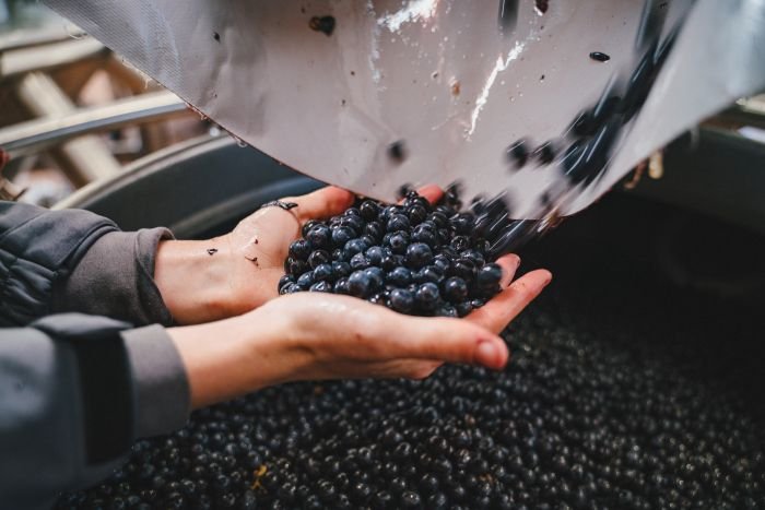 Tenuta Casenuove, vendemmia
