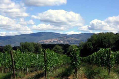 Degustazione verticale Il Castagno, vigneti Fabrizio Dionisio