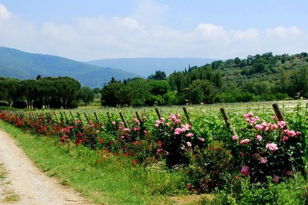 Fabrizio Dionisio, vineyard in Cortona
