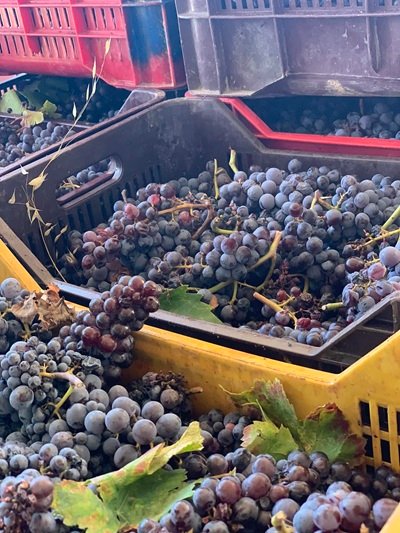 Agricola Giuntabosca, harvest in boxes