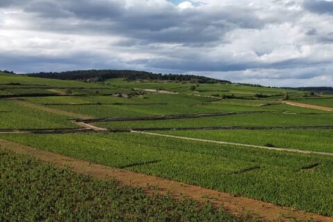 Meursault Les Perrieres foto di Antoine Thomas