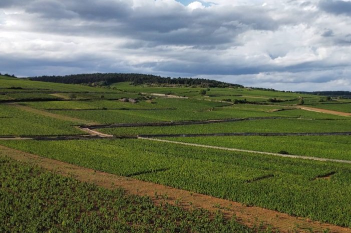 Meursault Les Perrieres foto di Antoine Thomas