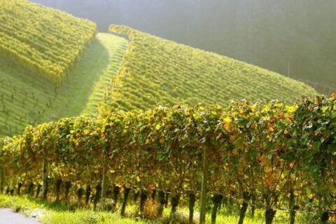 Mersault semidei Domaine Leroy