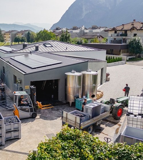 Cantina De Vigili, arrivo uve