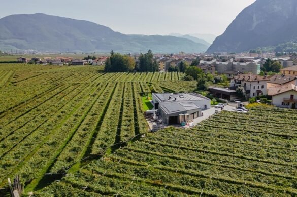 Cantina De Vigili, struttura e vigne