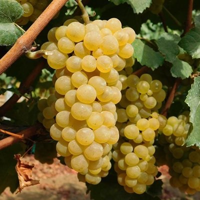 Grappolo di Chardonnay