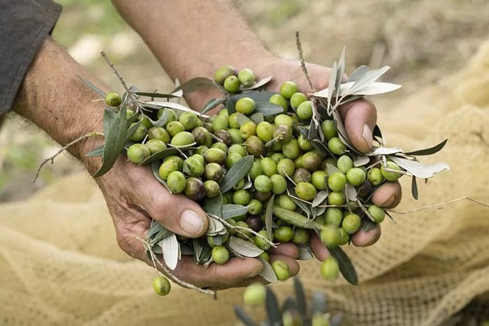 Olio Laudemio: record 2025