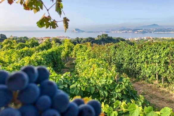 Vigneto a Cigliano, Pozzuoli, foto di V. Daniele archeoflegrei.it