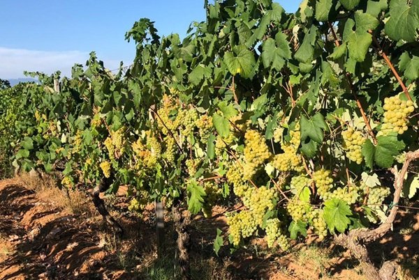 Cantina Santa Maria vigneto di Bellone