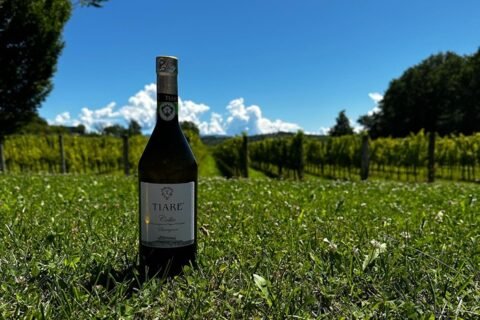 Collio Sauvignon Tiare in vigna