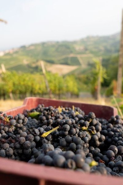 Uva croatina bonarda