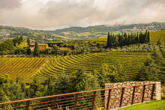 Costa Arente vigneti