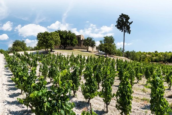 Mazzei, Zisola Estate