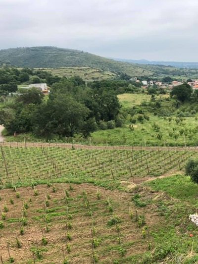 Teresa Mincione, vigneti