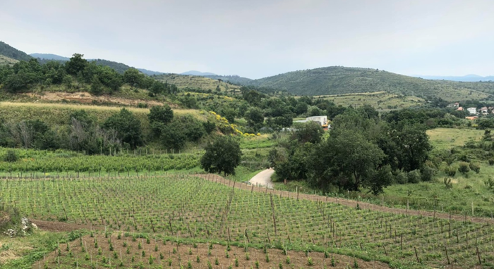 Teresa MIncione vineyards