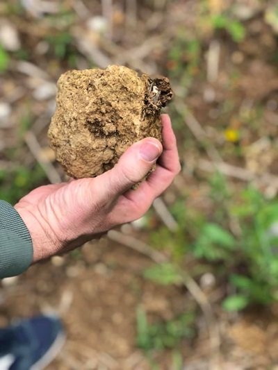 Teresa Mincione, zolla di terra