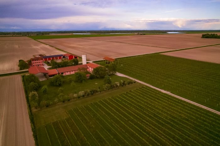 La Frassina, vineyard