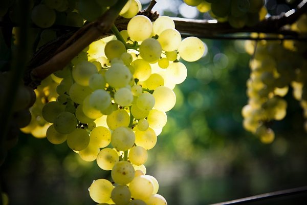 Winery San Michele Appiano, sauvignon
