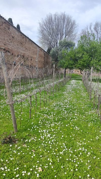 Vigna Barberini Colosseo - Avgusto