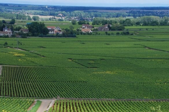 Chevalier-Montrachet_vineyards-wikipedia Chevalier-Montrachet vigneti