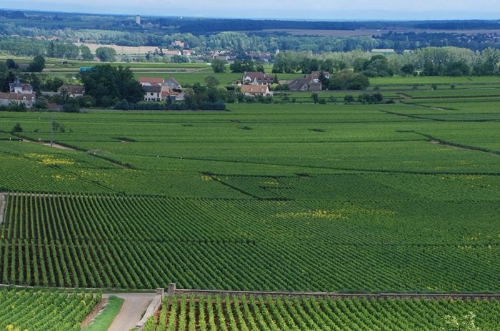 Chevalier-Montrachet vigneti