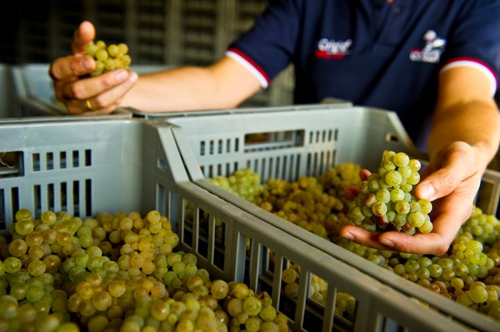 Collavini Grapes in a Crate