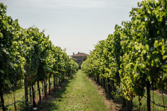 Collavini Vineyard