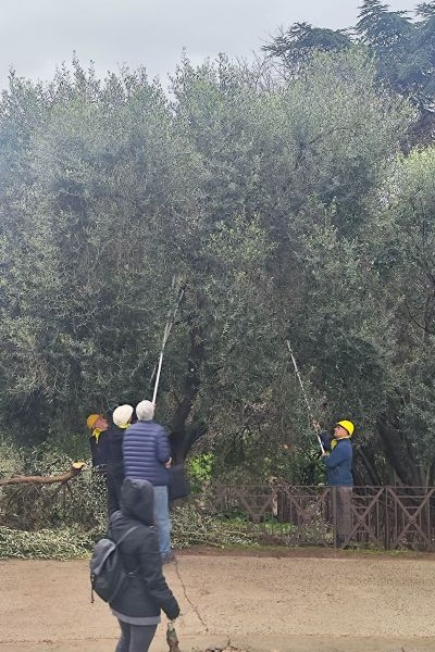Palatino ulivi lavori