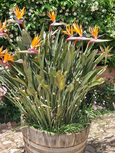 Feudo Montoni