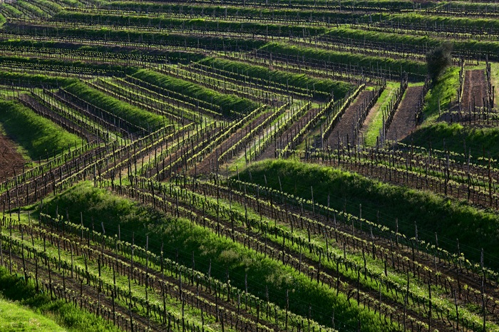 Torre Rosazza Vineyards
