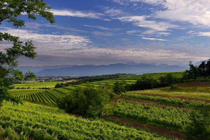 Torre Rosazza Vineyards