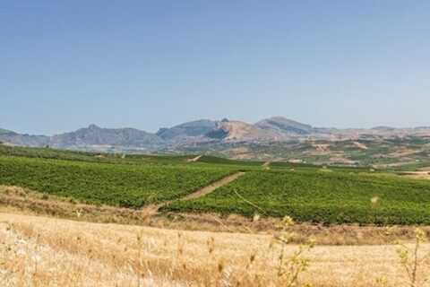 Catarratto, vigneti a Monreale Sicilia