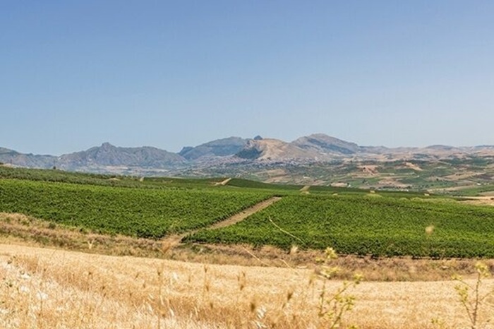 Catarratto, vigneti a Monreale Sicilia