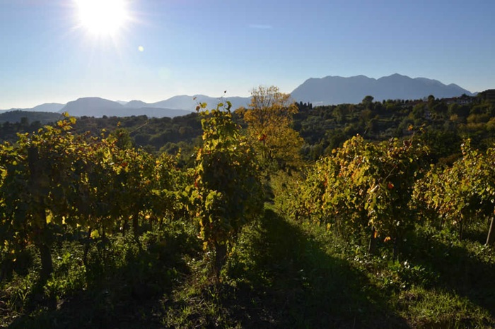 Di Meo, Fiano vineyards in Salza Irpina