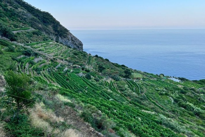 Antiche Cantine Migliaccio Ponza: Vineyards by the Sea