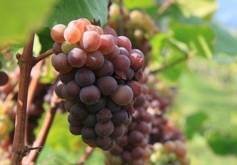 Pinot Grigio -weinstrasse