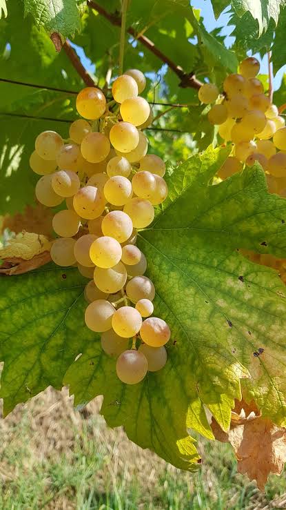 Grappolo Vermentino