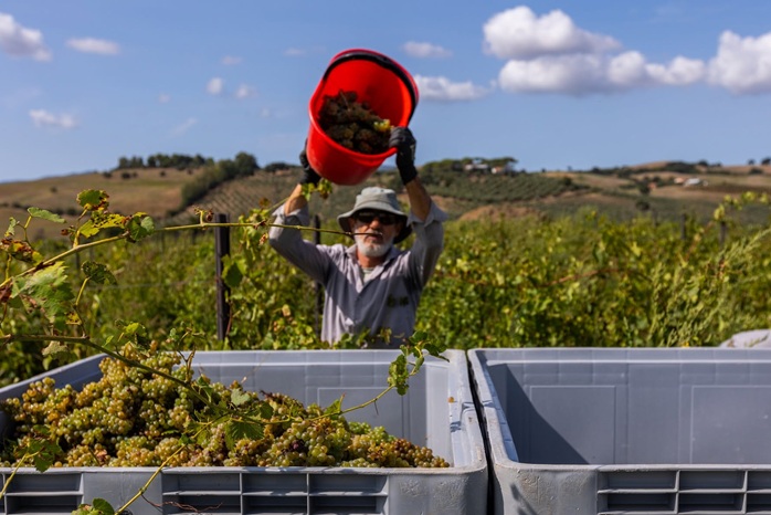 Vino bianco toscana, vendemmia vermentino maremma