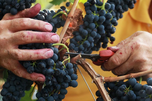 Hands are picking red grapes