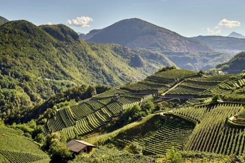 Trentino Vigneti Val di Cembra
