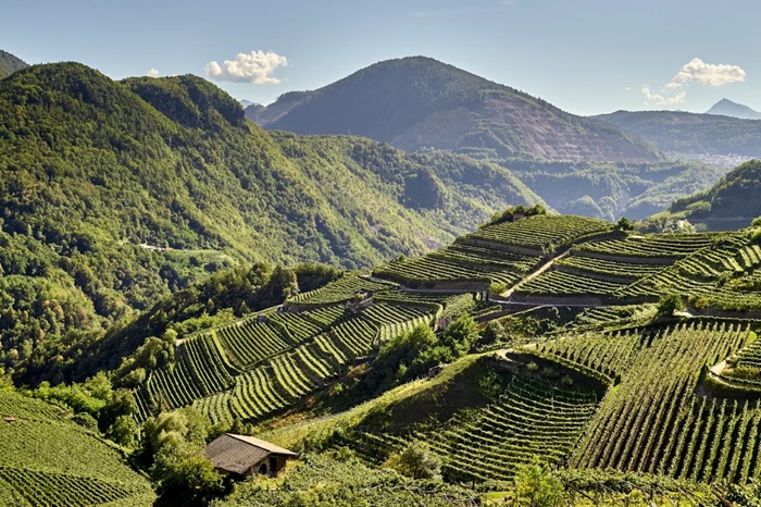 Trentino Vigneti Val di Cembra