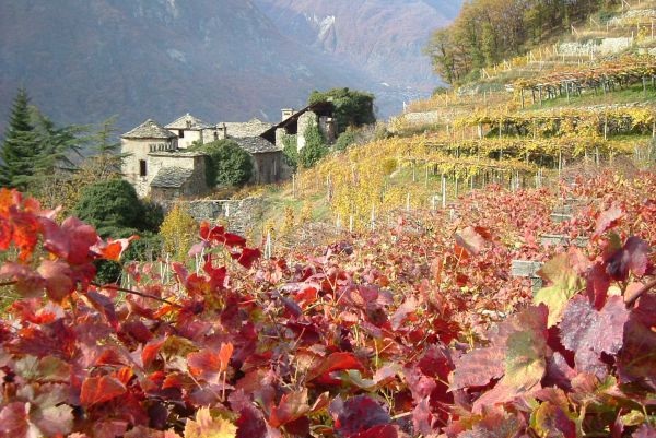 Arnad Montjovet Vineyards
