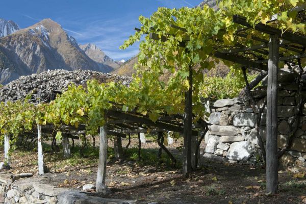 Morgex Grape Varieties