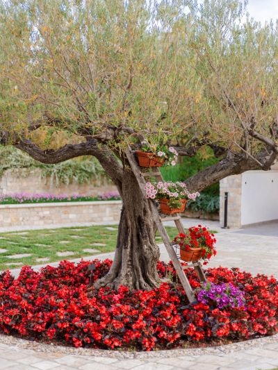 Agricolle degli Ulivi, giardino dell'agriturismo