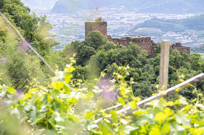 Cantina-Sankt-Pauls_vigneti-piu-alti-a-San-Paolo-destinati-al-Plotzner-con-vista-Castel-Boymont-©AlexanderSchwarz