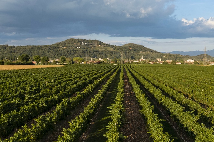 Drius, vigneti
